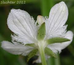 Attēlu rezultāti vaicājumam “Parnassiaceae”