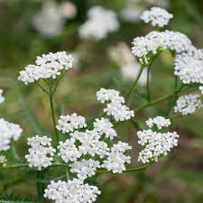 Attēlu rezultāti vaicājumam “Achillea millefolium”