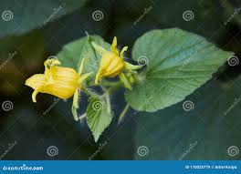 Attēlu rezultāti vaicājumam “Thladiantha dubia flower”