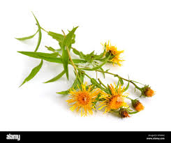 Attēlu rezultāti vaicājumam “Inula britannica flower”