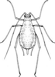 Attēlu rezultāti vaicājumam “Acyrthosiphon”