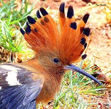 Image result for hoepoe