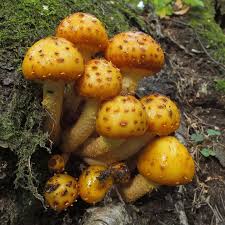 Attēlu rezultāti vaicājumam “Pholiota aurivella”