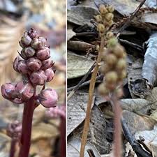 Attēlu rezultāti vaicājumam “Pyrola minor bud”