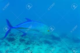 Image result for Caranx melampygus