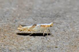 Attēlu rezultāti vaicājumam “Argyresthia pruniella”