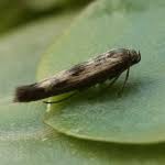 Attēlu rezultāti vaicājumam “Scythris limbella”