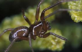 Attēlu rezultāti vaicājumam “Linyphiidae”