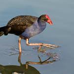Image result for Porphyrio alleni