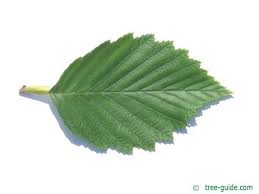Attēlu rezultāti vaicājumam “Alnus incana leaf”