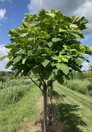 Attēlu rezultāti vaicājumam “Catalpa”