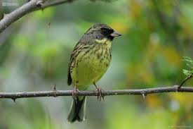 Image result for Emberiza spodocephala