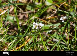 Attēlu rezultāti vaicājumam “Cardamine impatiens flower”