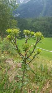 Attēlu rezultāti vaicājumam “Carlina vulgaris”
