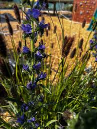 Attēlu rezultāti vaicājumam “Echium vulgare leaf”