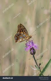 Attēlu rezultāti vaicājumam “Issoria lathonia”