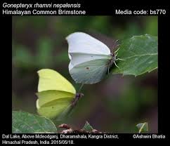 Attēlu rezultāti vaicājumam “Gonepteryx rhamni female”