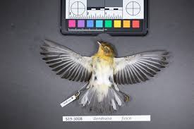 Image result for Dendroica fusca