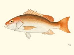 Image result for Lutjanus colorado