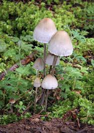 Attēlu rezultāti vaicājumam “Panaeolus papilionaceus”