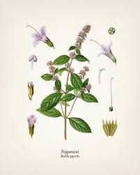 Image result for Menta x piperita