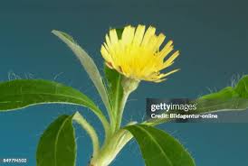 Attēlu rezultāti vaicājumam “Pilosella officinarum bud”