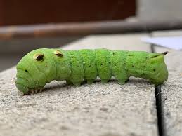 Attēlu rezultāti vaicājumam “Deilephila elpenor larva”