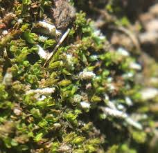 Attēlu rezultāti vaicājumam “Bryum”