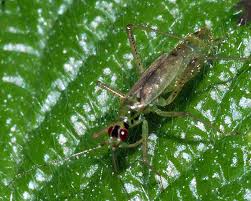 Attēlu rezultāti vaicājumam “Dicyphus nymph”