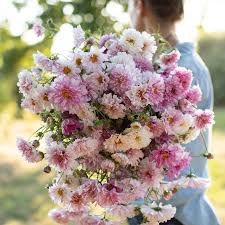 Image result for Cosmos bipinnatus `Double Click`