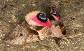 Attēlu rezultāti vaicājumam “Smerinthus ocellata”