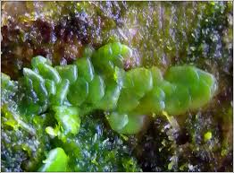 Attēlu rezultāti vaicājumam “Radula complanata”