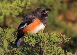 Image result for Pipilo erythrophthalmus