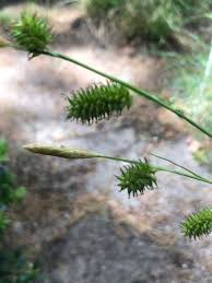Attēlu rezultāti vaicājumam “Carex pseudocyperus female flower”