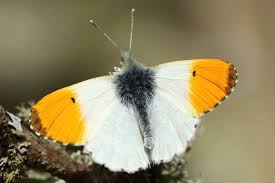 Attēlu rezultāti vaicājumam “Anthocharis cardamines underside”