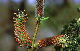 Attēlu rezultāti vaicājumam “Salix purpurea male flower”
