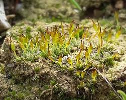 Attēlu rezultāti vaicājumam “Hygroamblystegium varium sporophyte”