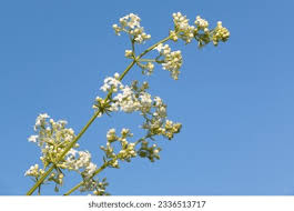 Attēlu rezultāti vaicājumam “Galium boreale flower”