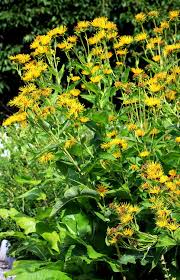 Attēlu rezultāti vaicājumam “Inula helenium flower”