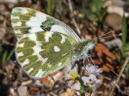 Attēlu rezultāti vaicājumam “Pontia edusa”