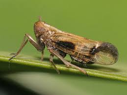 Attēlu rezultāti vaicājumam “Delphacidae”