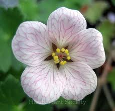 Attēlu rezultāti vaicājumam “Geranium bohemicum”