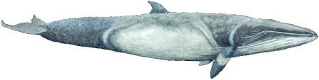 Image result for Balaenoptera acutorostrata