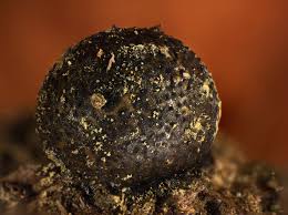 Attēlu rezultāti vaicājumam “Lycogala botrydium macro”