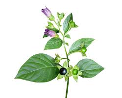 Image result for beladona