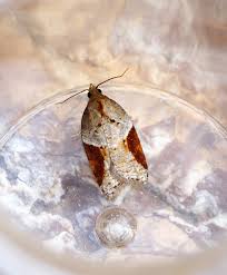 Attēlu rezultāti vaicājumam “Acleris laterana”