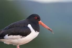 Attēlu rezultāti vaicājumam “Haematopus ostralegus adult”