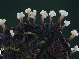 Attēlu rezultāti vaicājumam “Oligonema sp.”