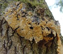 Attēlu rezultāti vaicājumam “Junghuhnia pseudozilingiana”