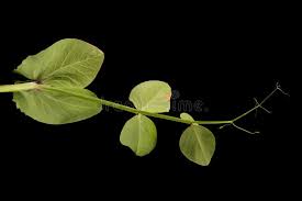 Attēlu rezultāti vaicājumam “Pisum sativum leaf”